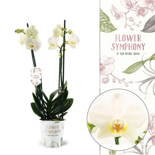 Phalaenopsis Ghent 45cm 12cm Pot