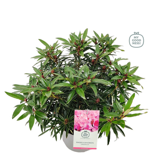 Rhododendron hippophaeoides 60cm 23cm Pot