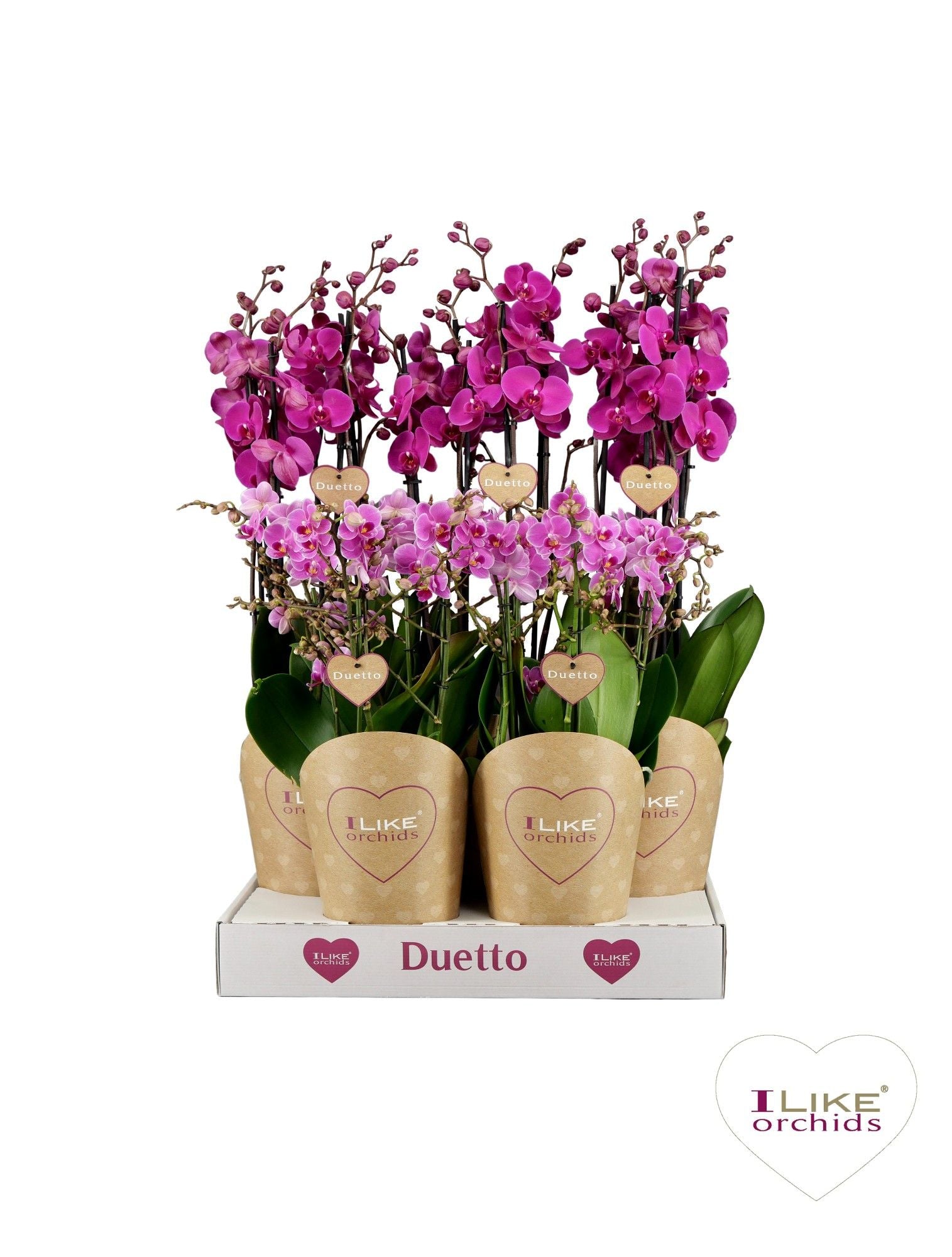Phalaenopsis purple 70cm 17cm Pot