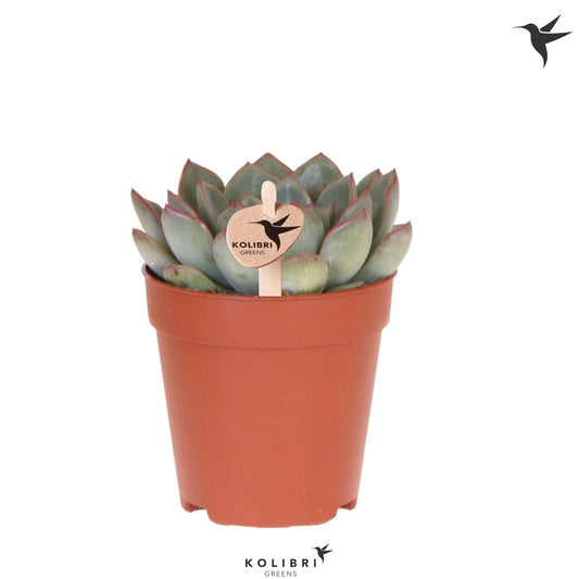 Echeveria Amado 16cm 9cm Pot