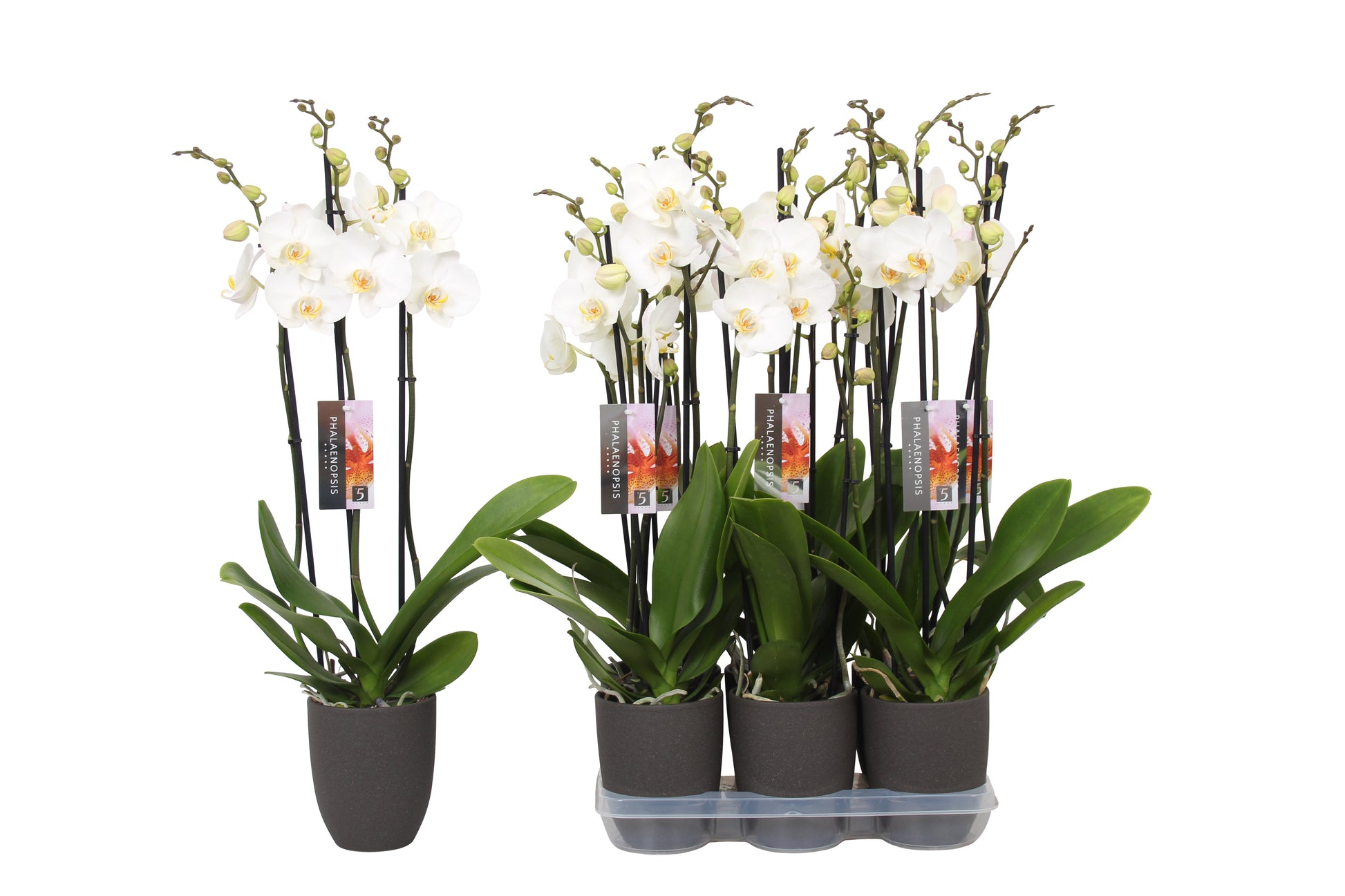 Phalaenopsis white (+ drp.ceramic) 60cm 12cm Pot