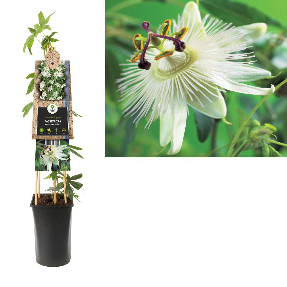 Passiflora Constance Elliot 75cm 17cm Pot