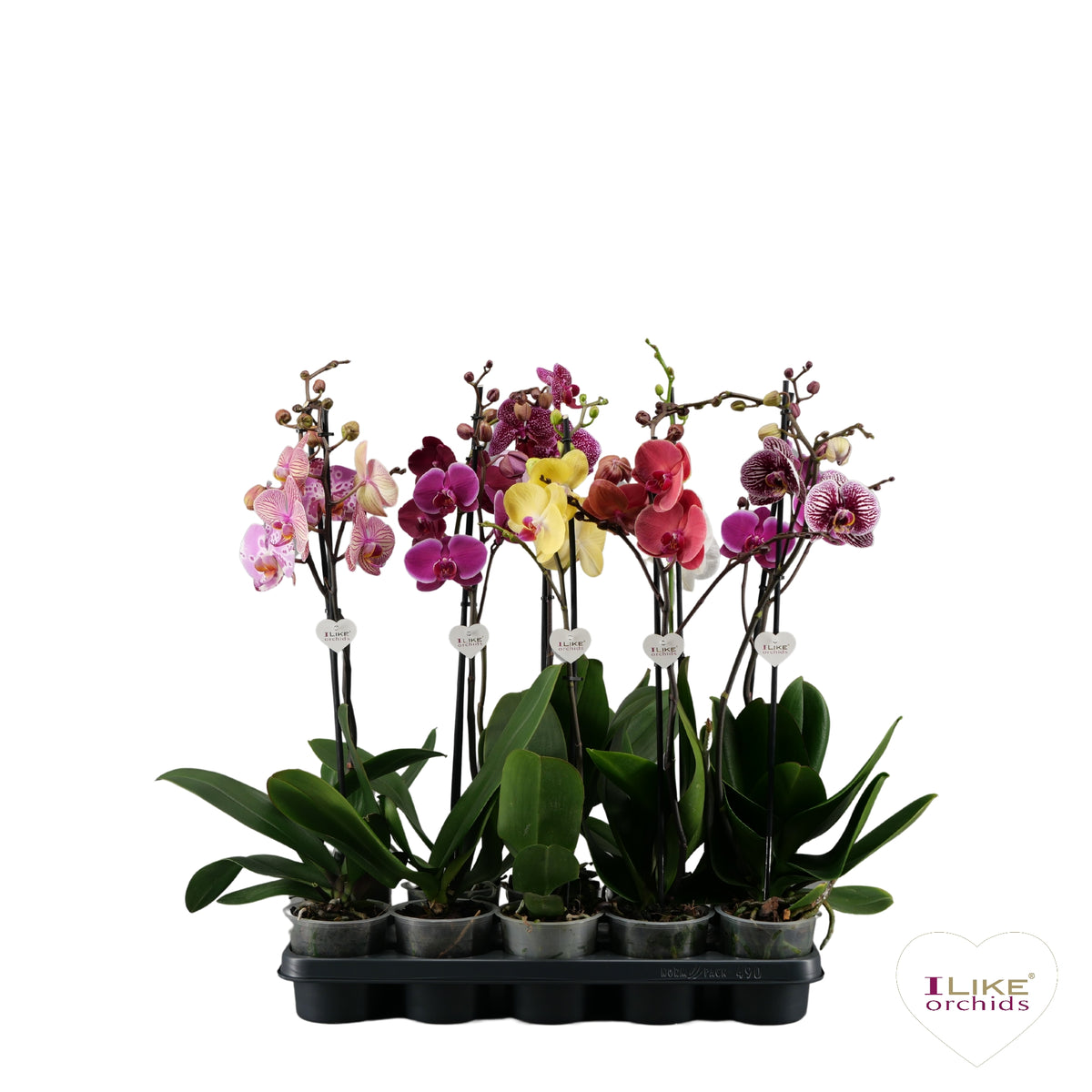 Phalaenopsis mix 55cm 12cm Pot