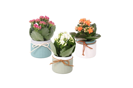 Kalanchoe Rosalina mix 12cm 6cm Pot