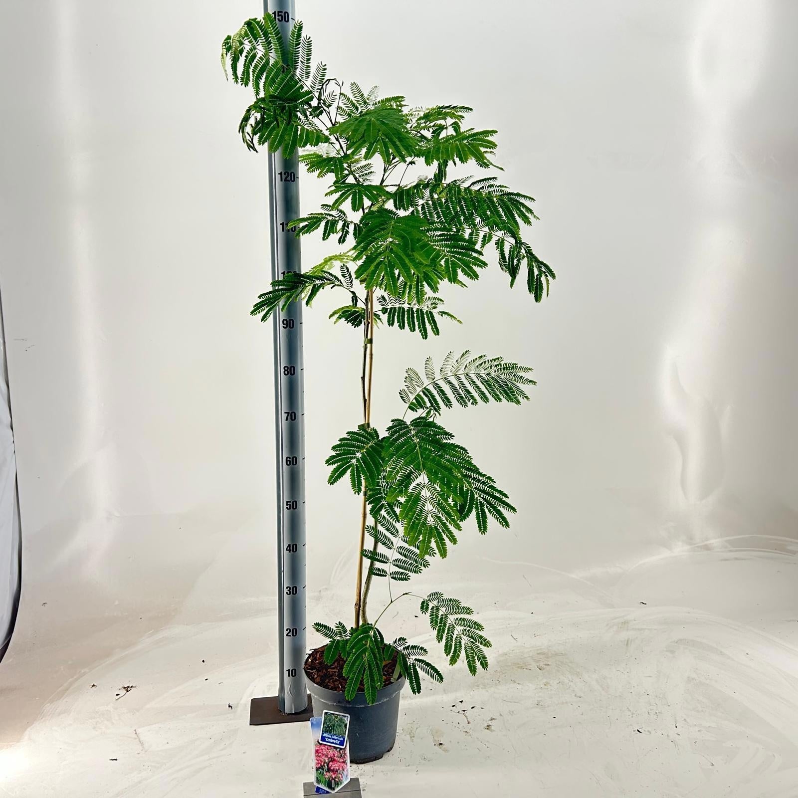 Albizia julibrissin 145cm 23cm Pot