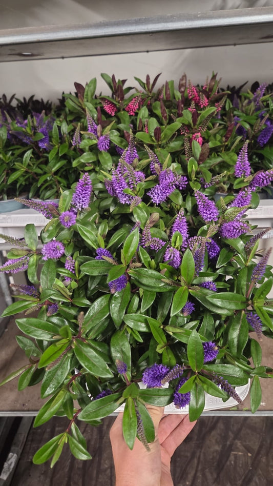 Hebe Addenda mix 30cm 12cm Pot