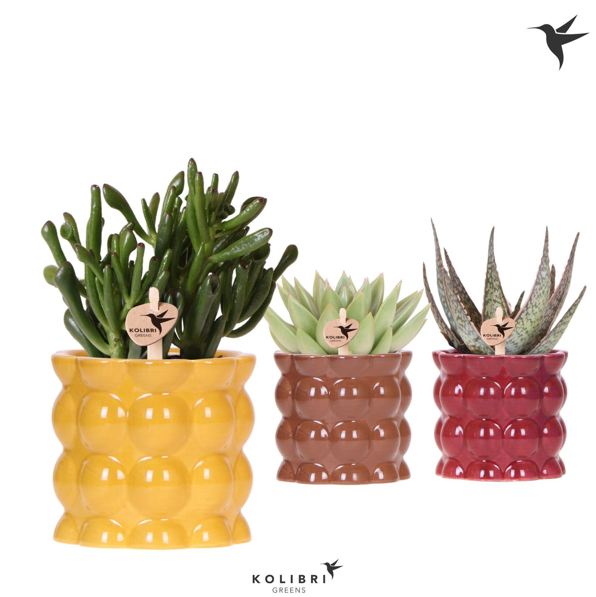 Kolibri Greens Succulents mix 22cm 9cm Pot