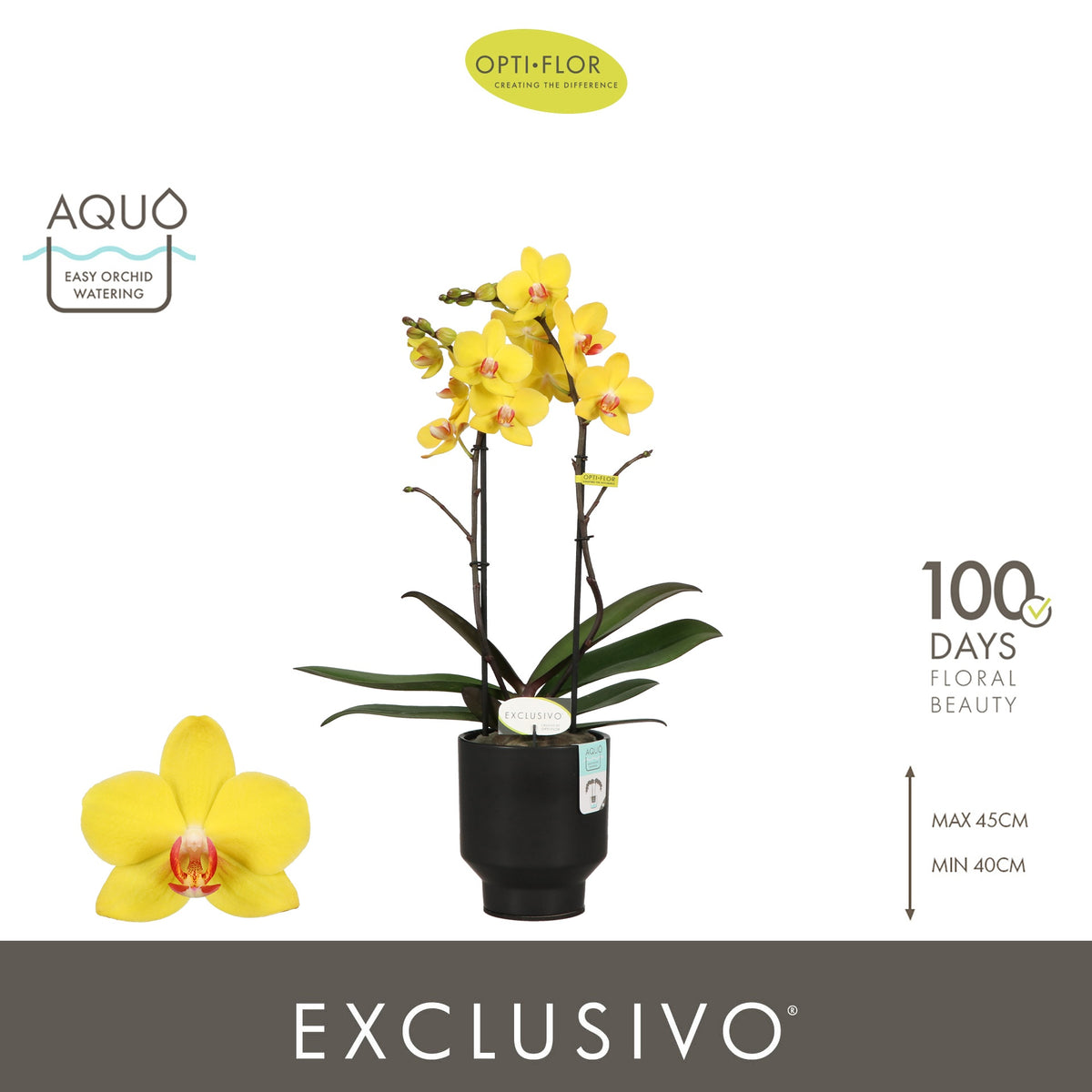 Phalaenopsis yellow 45cm 12cm Pot