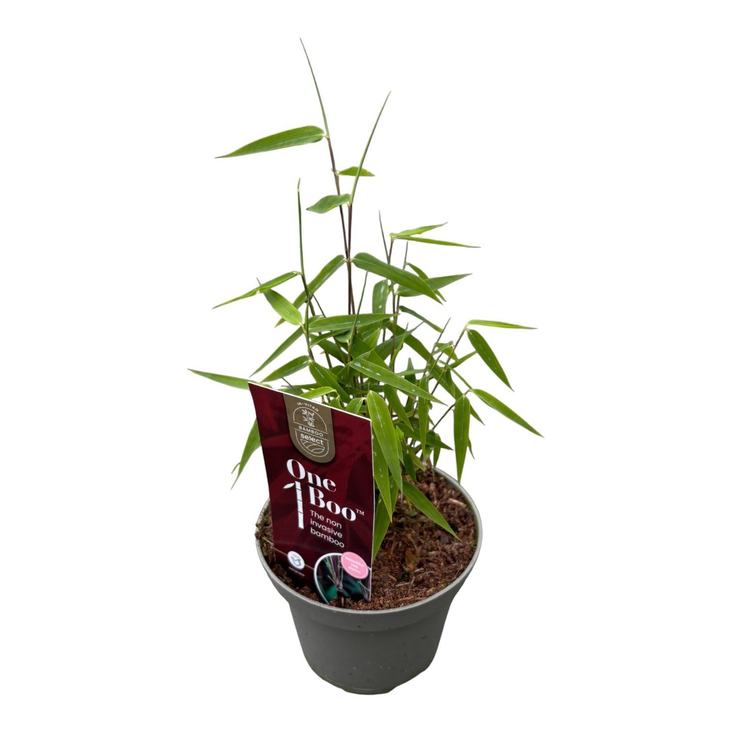 Fargesia Jiuzhaigou 1 15cm 10cm Pot