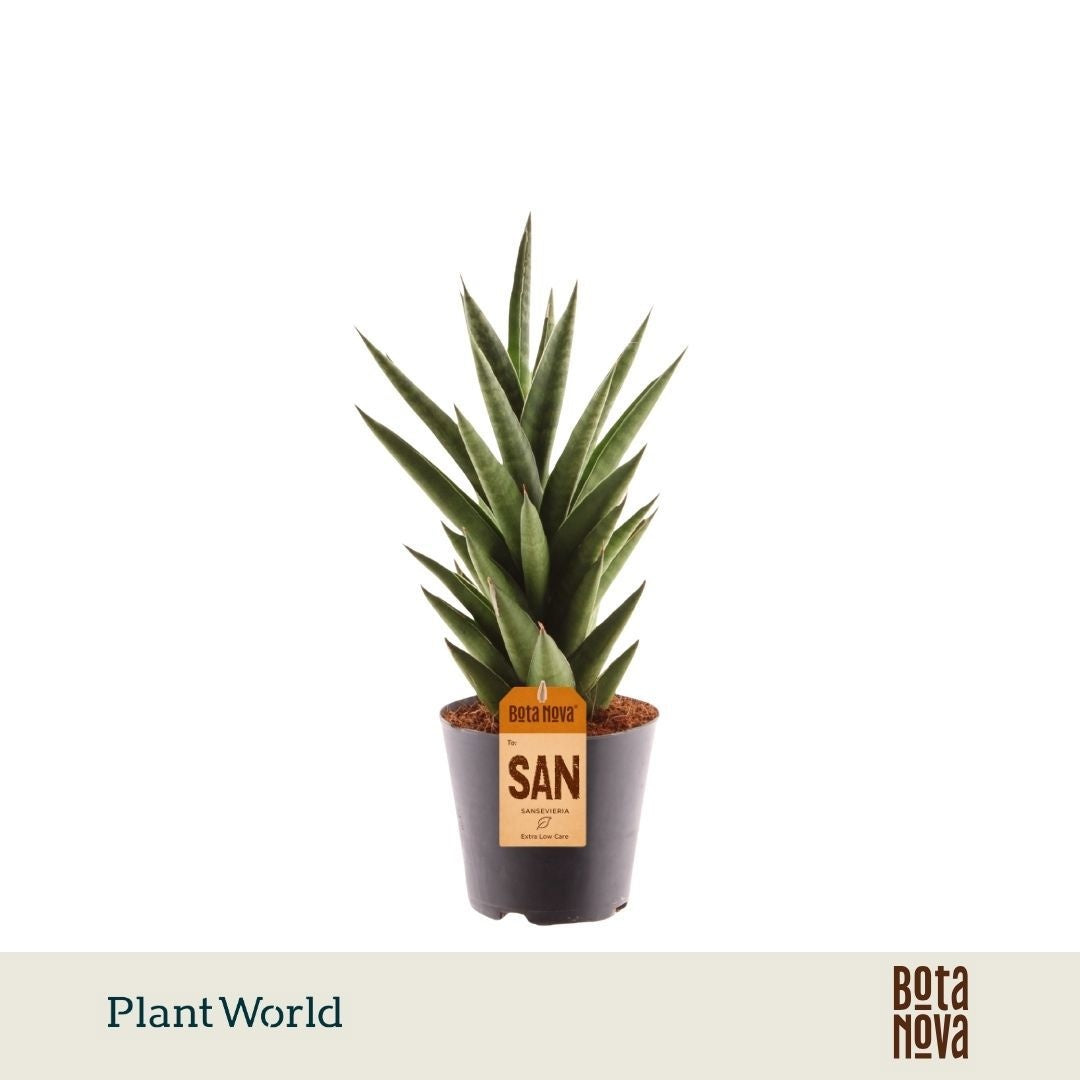 Sansevieria cylindrica 30cm 12cm Pot