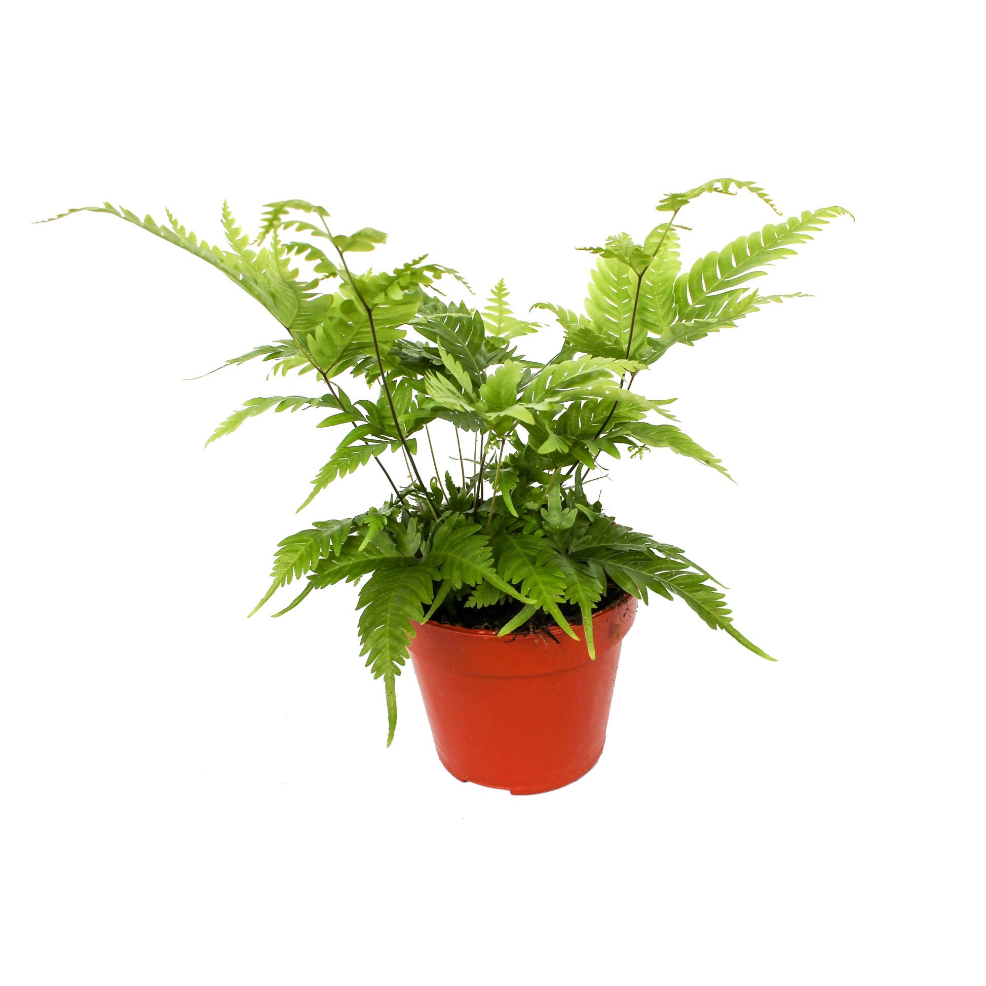 Pteris faurei 30cm 12cm Pot