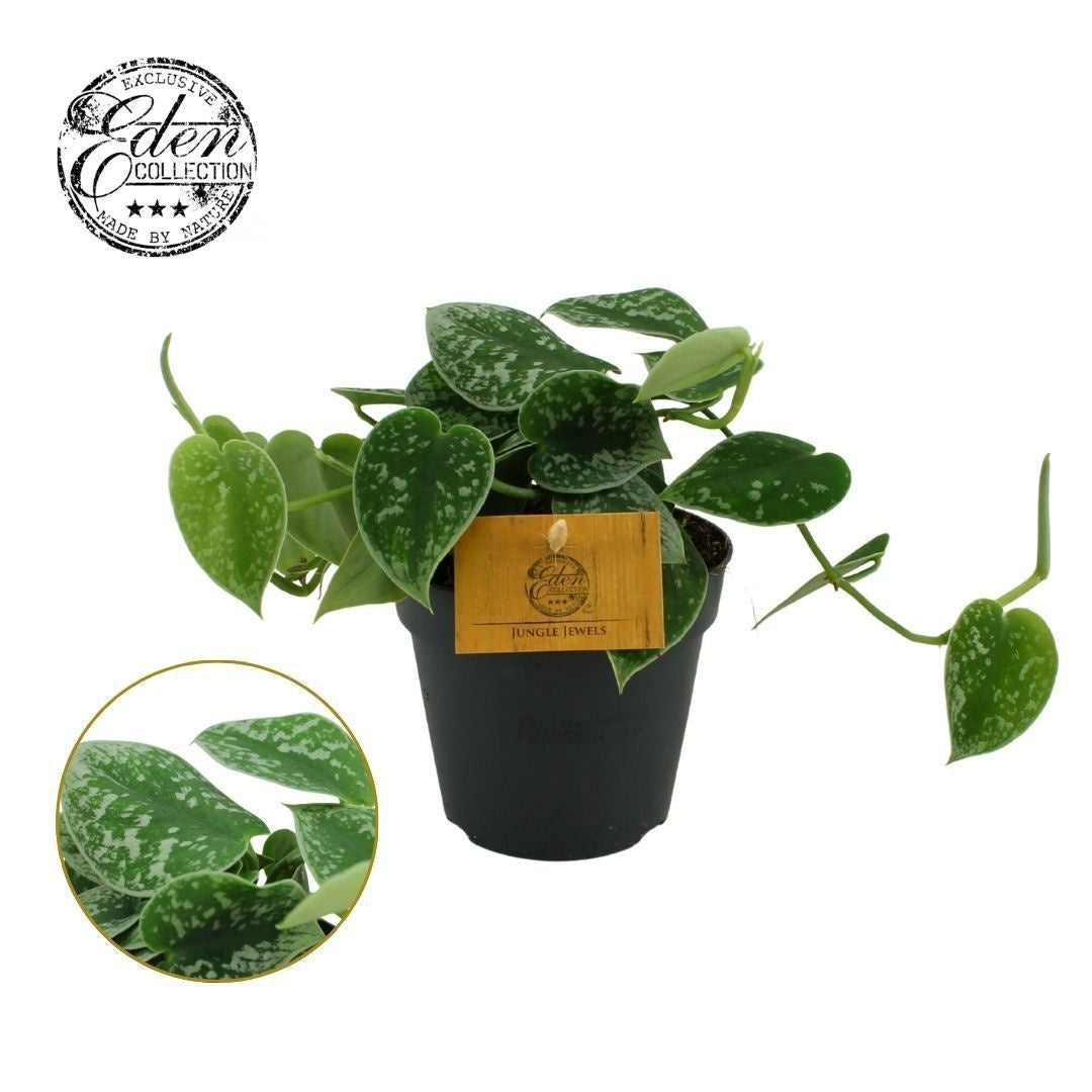 Scindapsus 20cm 12cm Pot