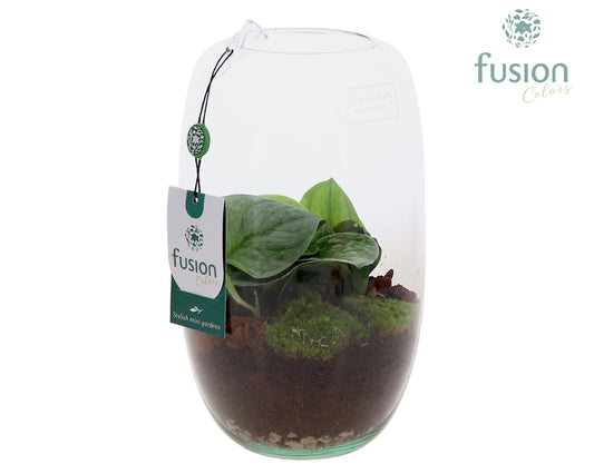 Green Bottle Isabella Medium met Scindapsus 25cm 15cm Pot