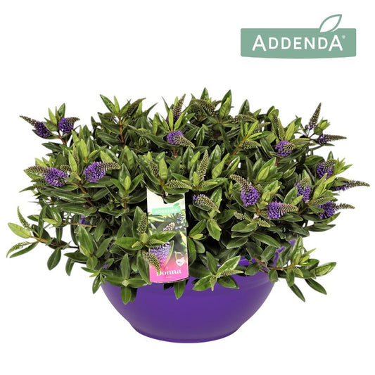 Hebe Hebedonna Britta 45cm 30cm Pot