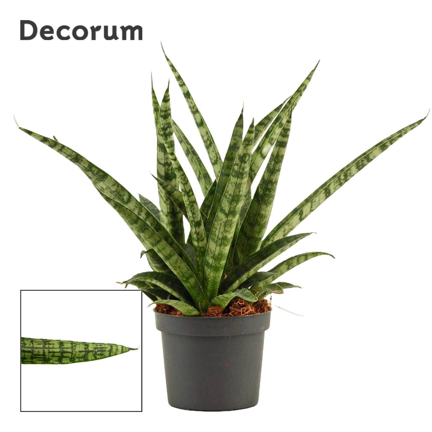 Sansevieria 25cm 9cm Pot