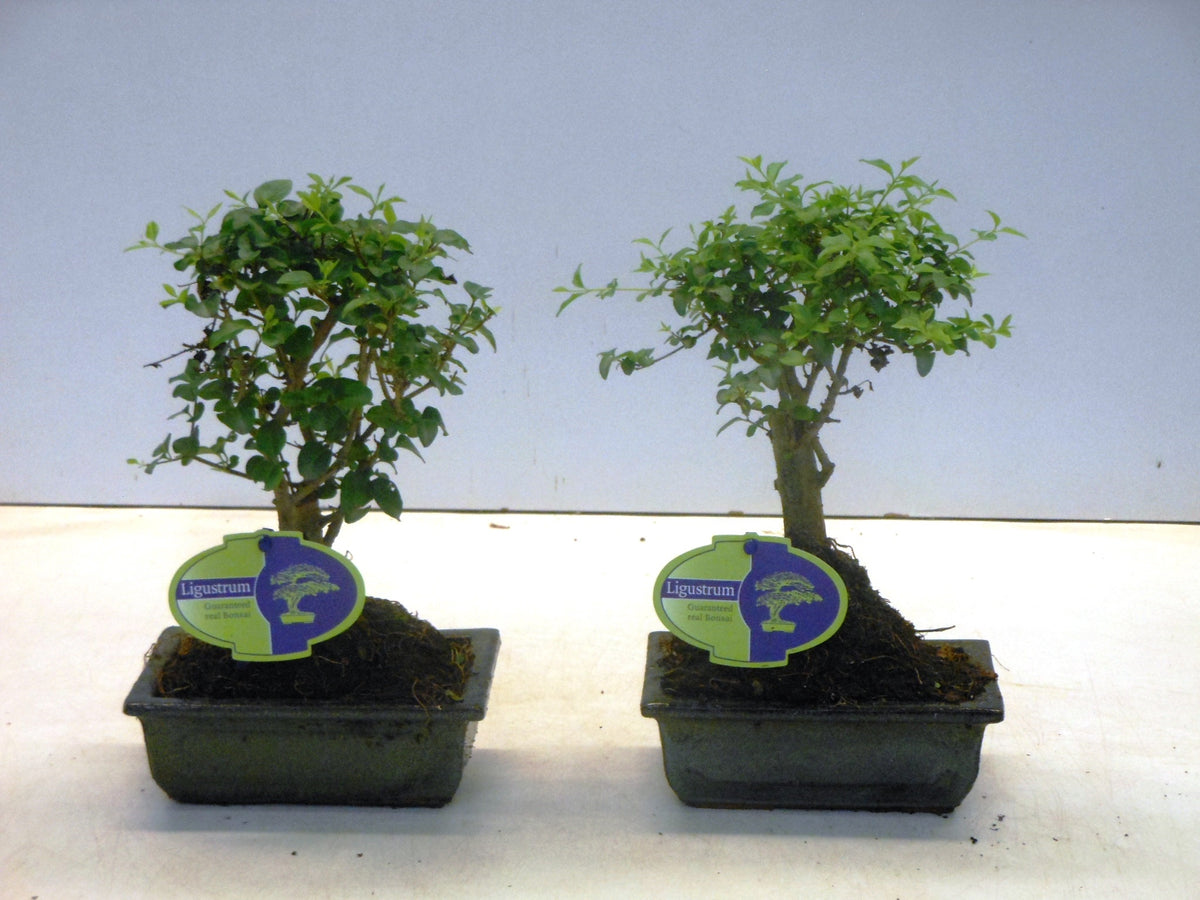 Bonsai Ligustrum 25cm 15cm Pot