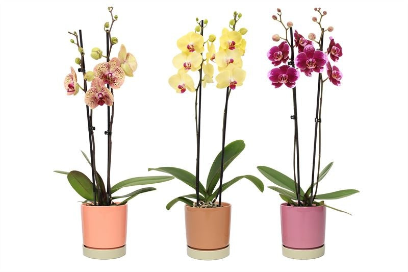 Phalaenopsis mix 55cm 12cm Pot