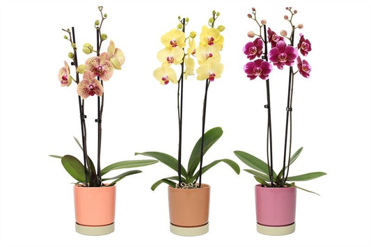 Phalaenopsis mix 55cm 12cm Pot