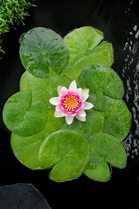 Nymphaea Attraction 30cm 18cm Pot