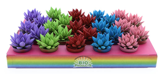 Euro Cactus Holland Bv Rainbow mix Pack of 25