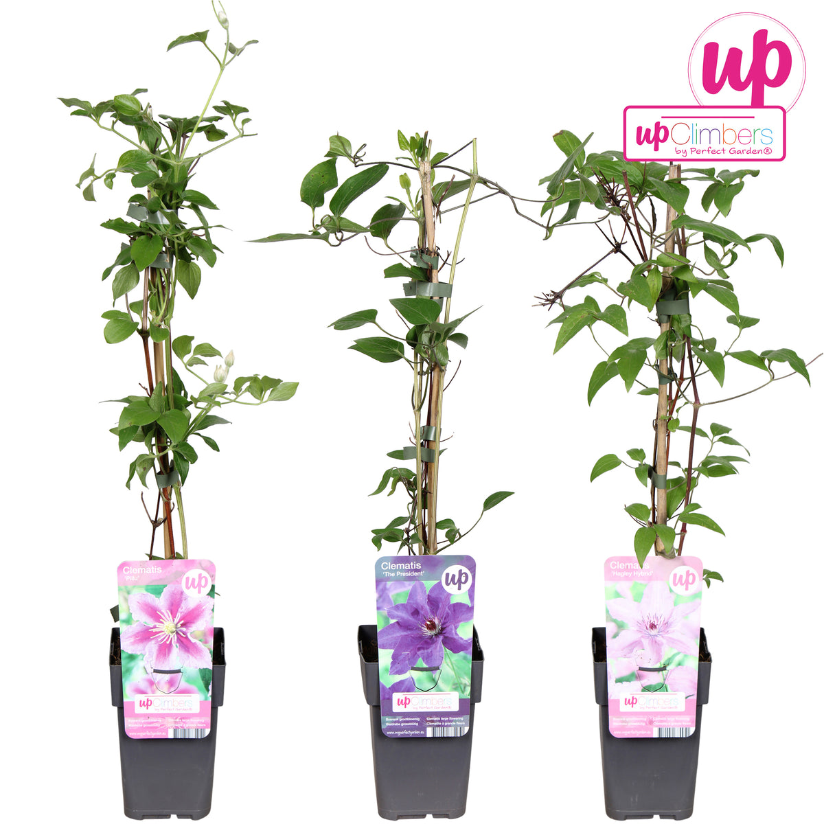 Clematis hybrid mix 45cm 12cm Pot