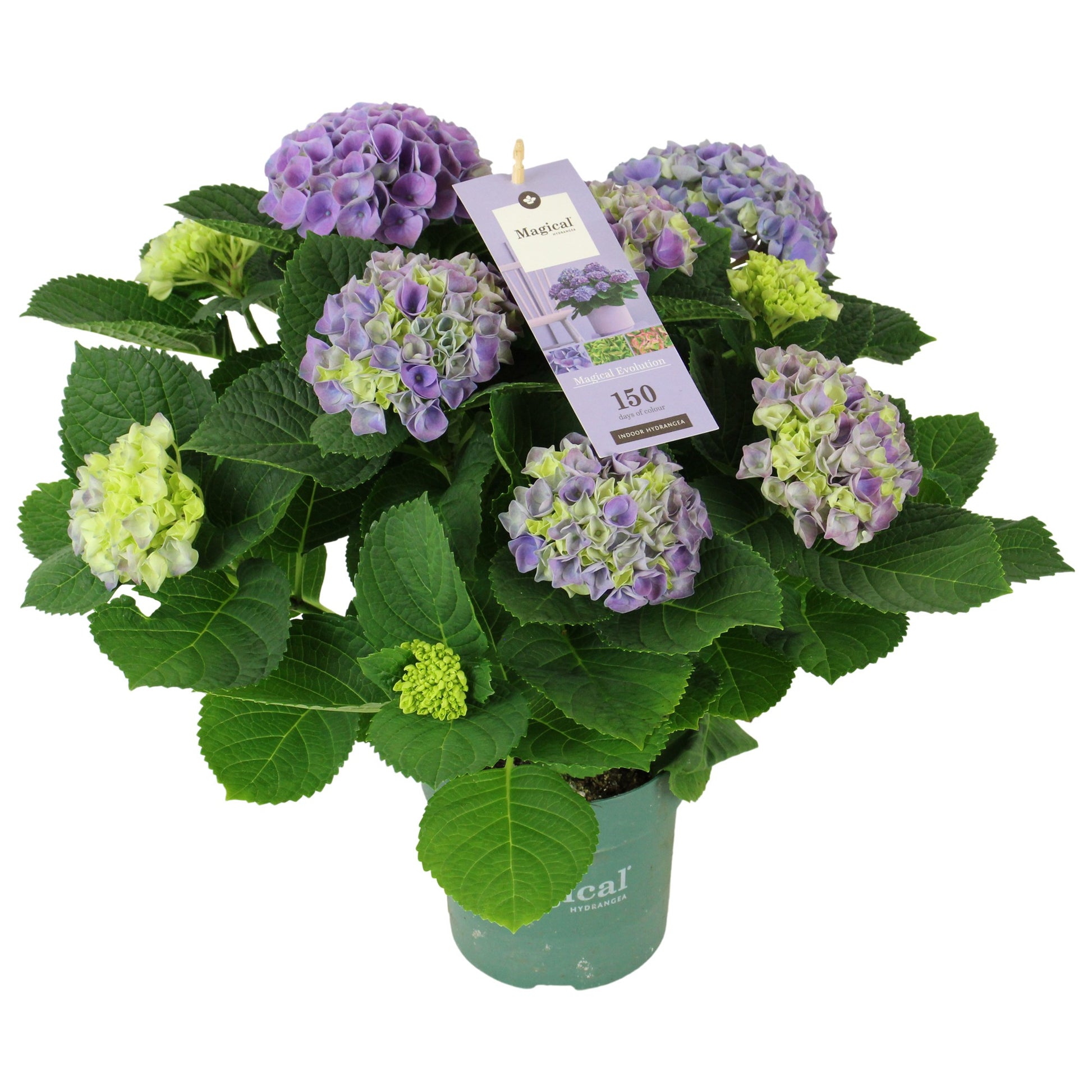 Hydrangea macr. Magical Evolution 40cm 14cm Pot
