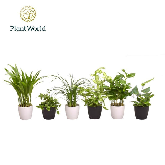 Foliage houseplants mix 35cm 7cm Pot