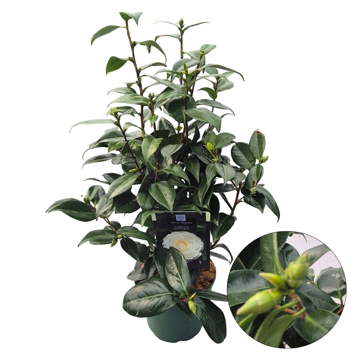 Camellia japonica 70cm 19cm Pot