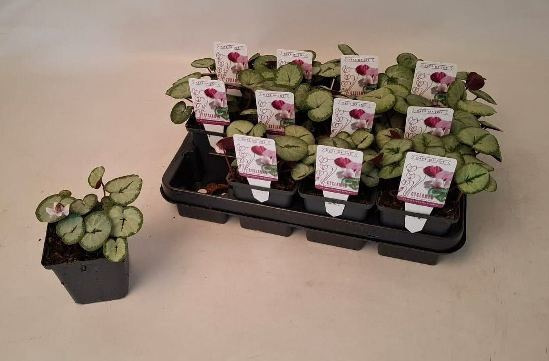 Cyclamen persicum 10cm 9cm Pot