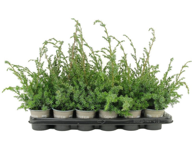 Bloemendaal, Fa.Kw. Juniperus Blue Alps Pack of 18