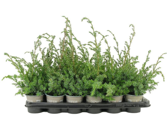 Bloemendaal, Fa.Kw. Juniperus Blue Alps Pack of 18
