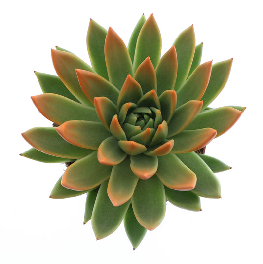Miranda tips orange 15cm 12cm Pot