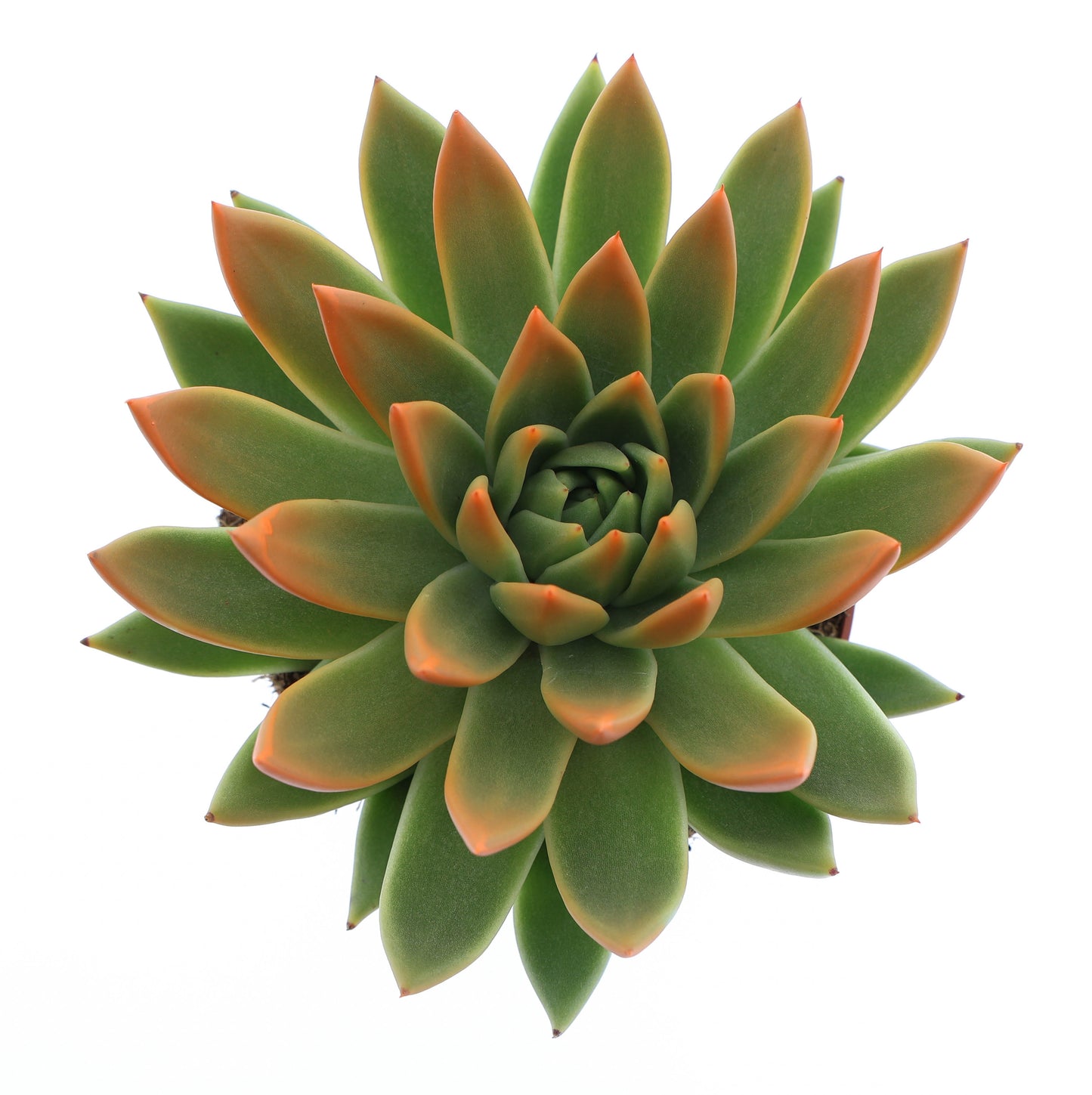 Euro Cactus Holland Bv Miranda tips orange Pack of 6
