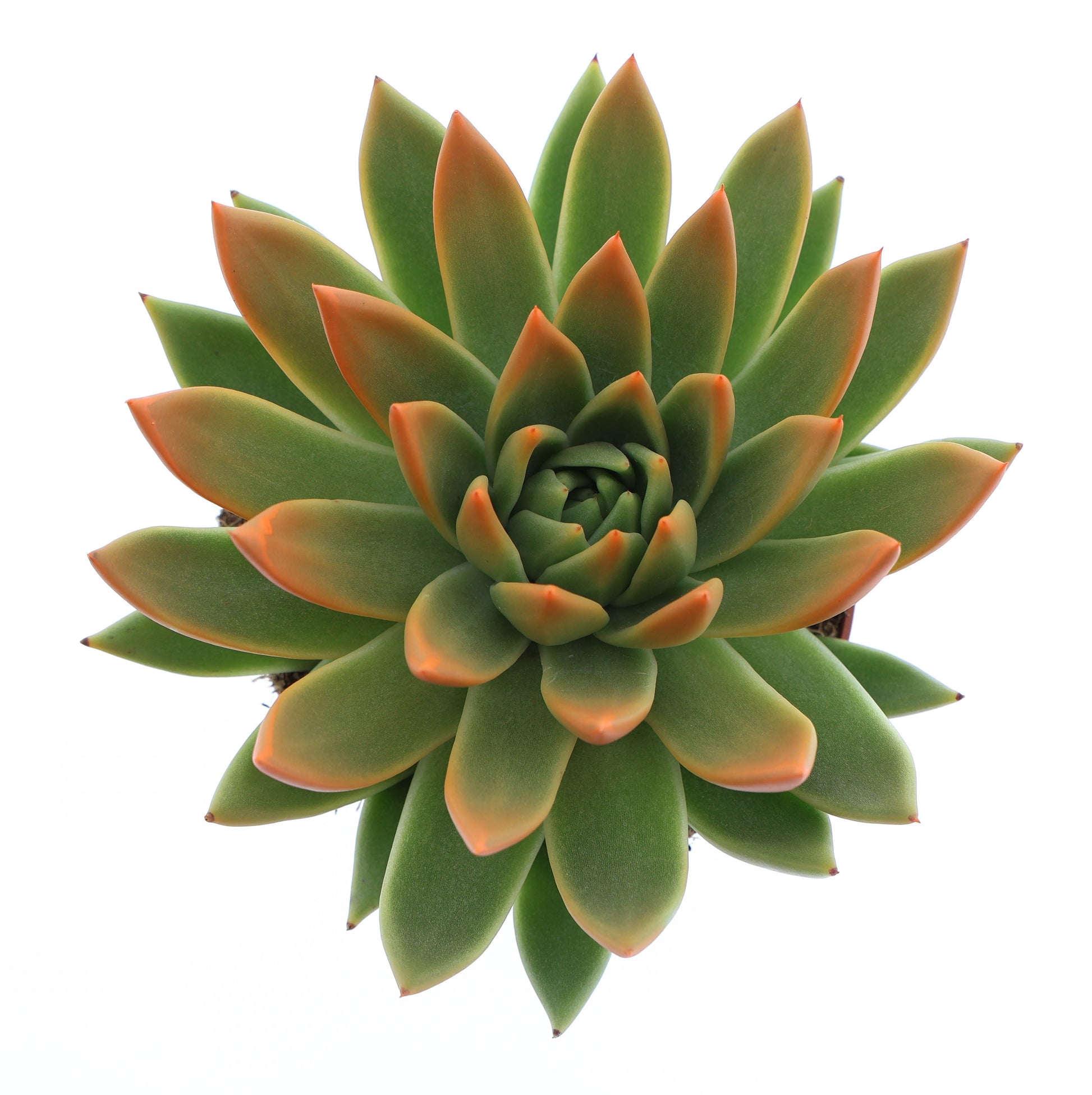 Euro Cactus Holland Bv Miranda tips orange Pack of 6