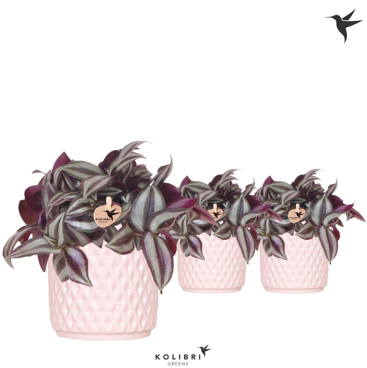 Tradescantia Violet Hill 19cm 9cm Pot
