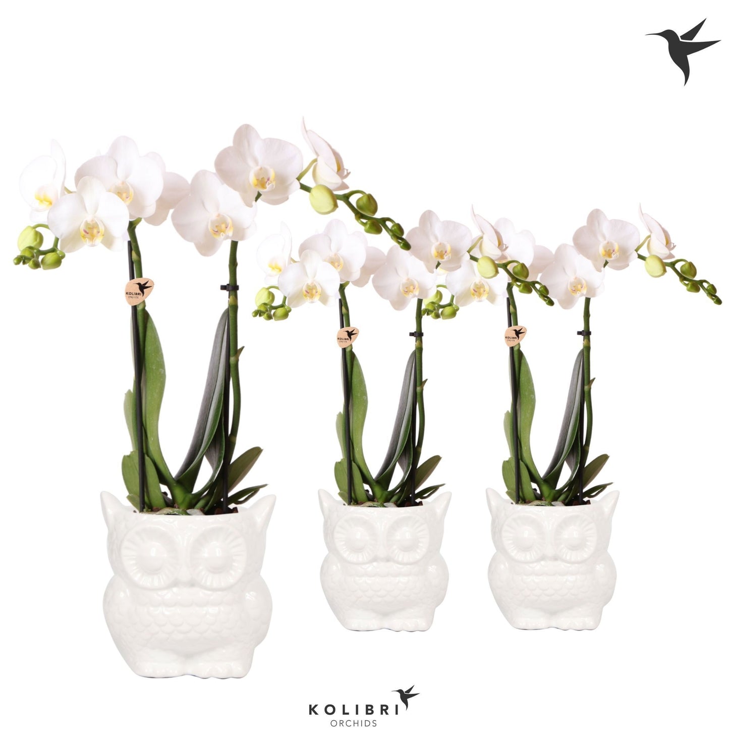 Phalaenopsis multiflora white 40cm 9cm Pot