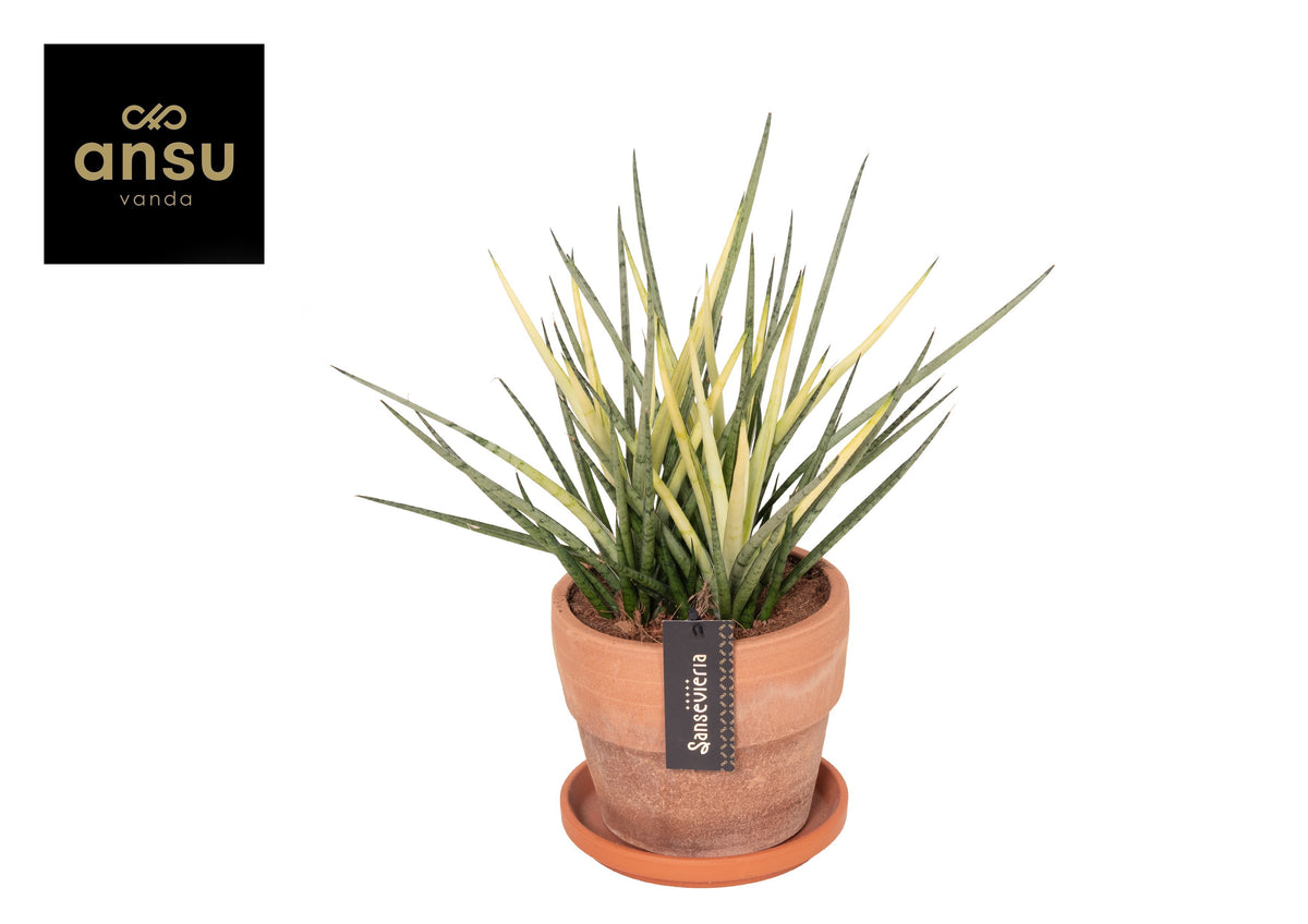 Sansevieria cylindrica 35cm 17cm Pot