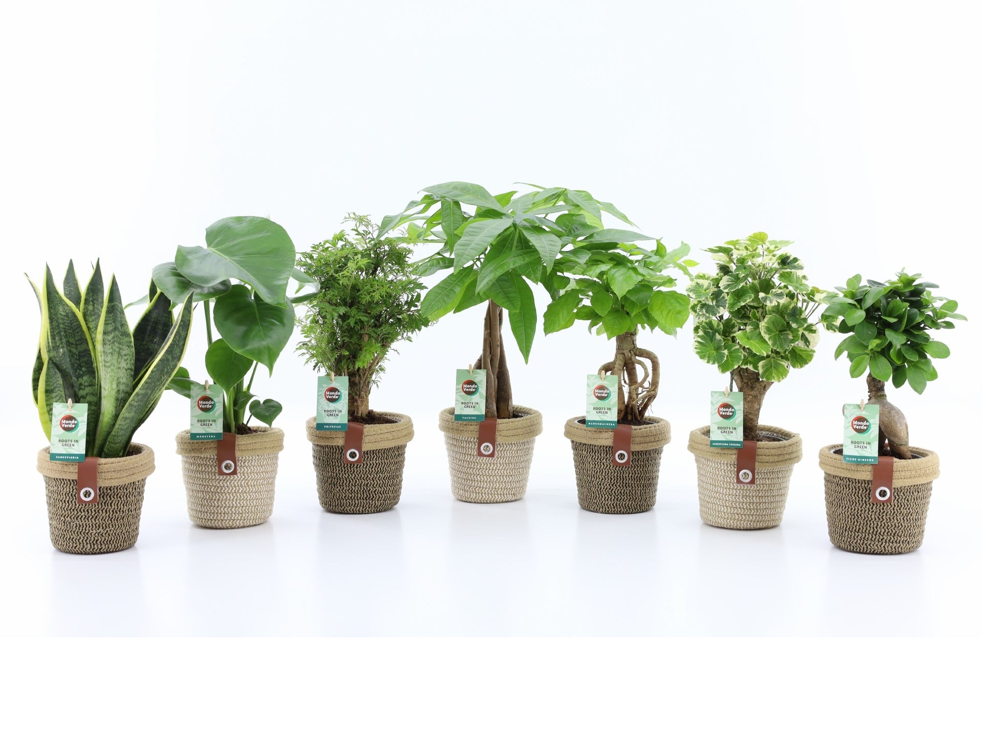 Foliage houseplants mix 35cm 14cm Pot