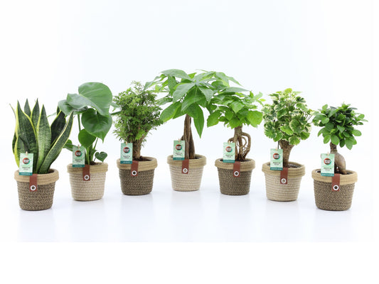 Foliage houseplants mix 35cm 14cm Pot