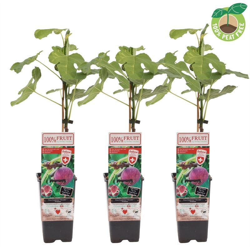 Ficus carica ("Fig") 50cm 15cm Pot