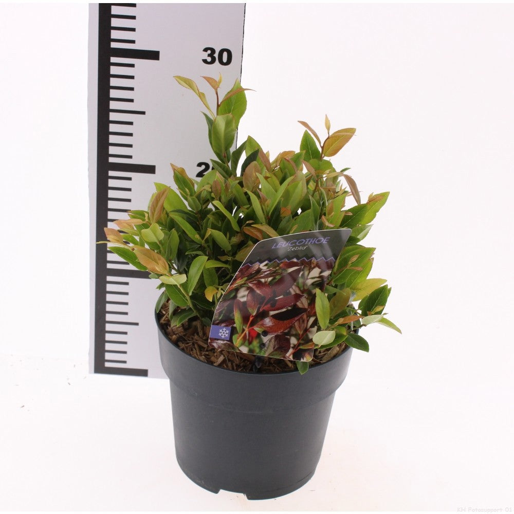 Snepvangers Tuinplanten Leucothoe Zeblid Pack of 6