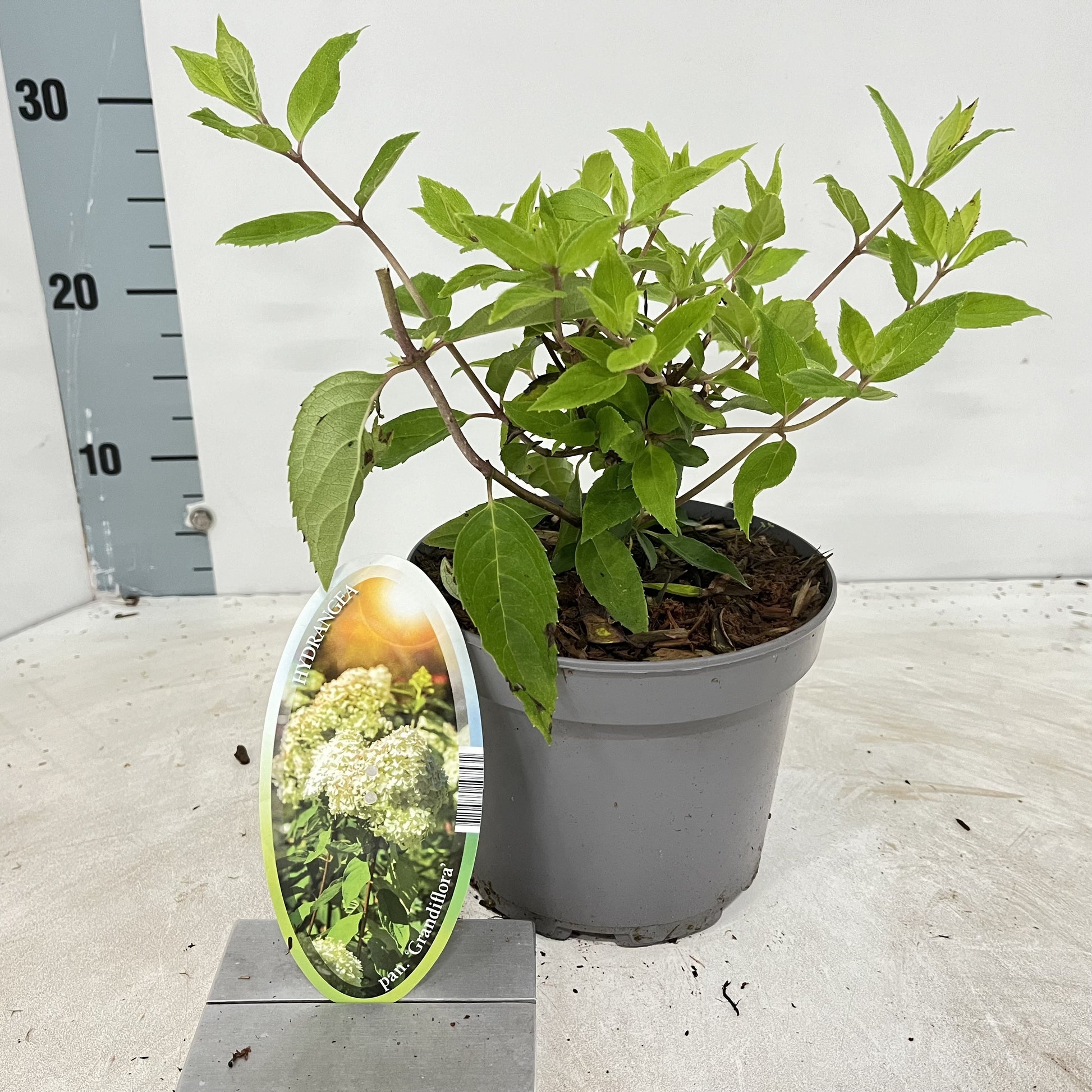 About Plants Zundert BV Hydrangea pan. Grandiflora Pack of 1