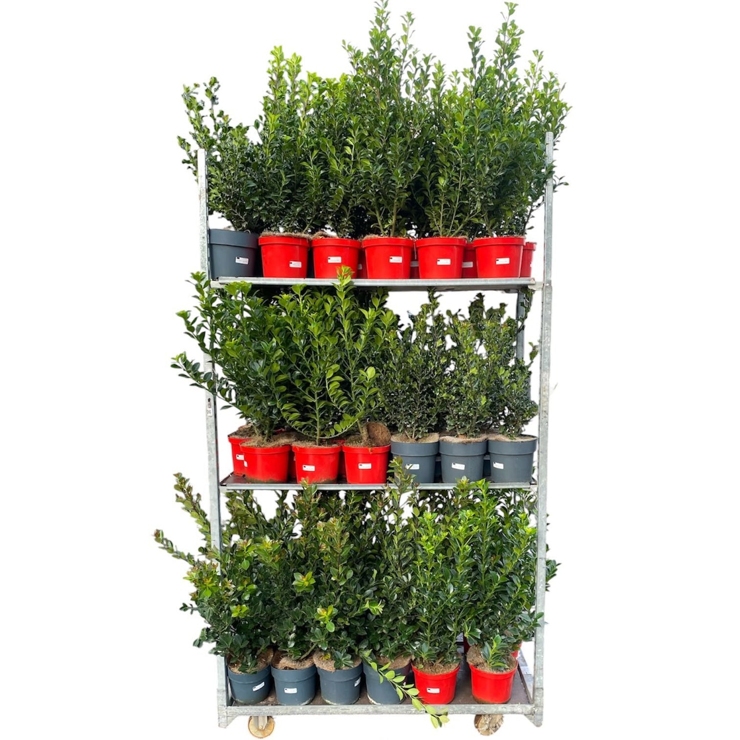 Ilex mix 80cm 21cm Pot