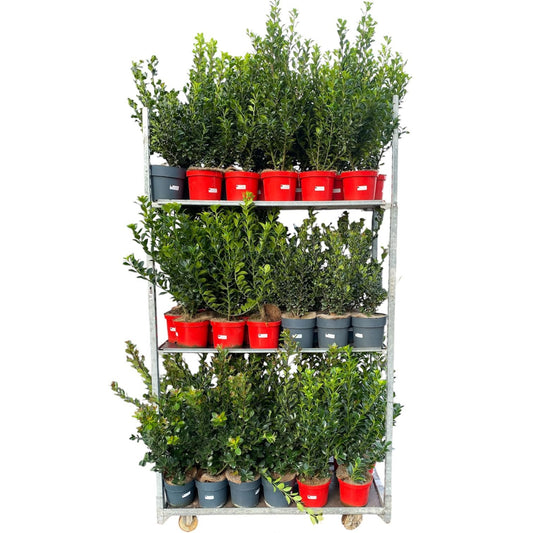 Ilex mix 80cm 21cm Pot