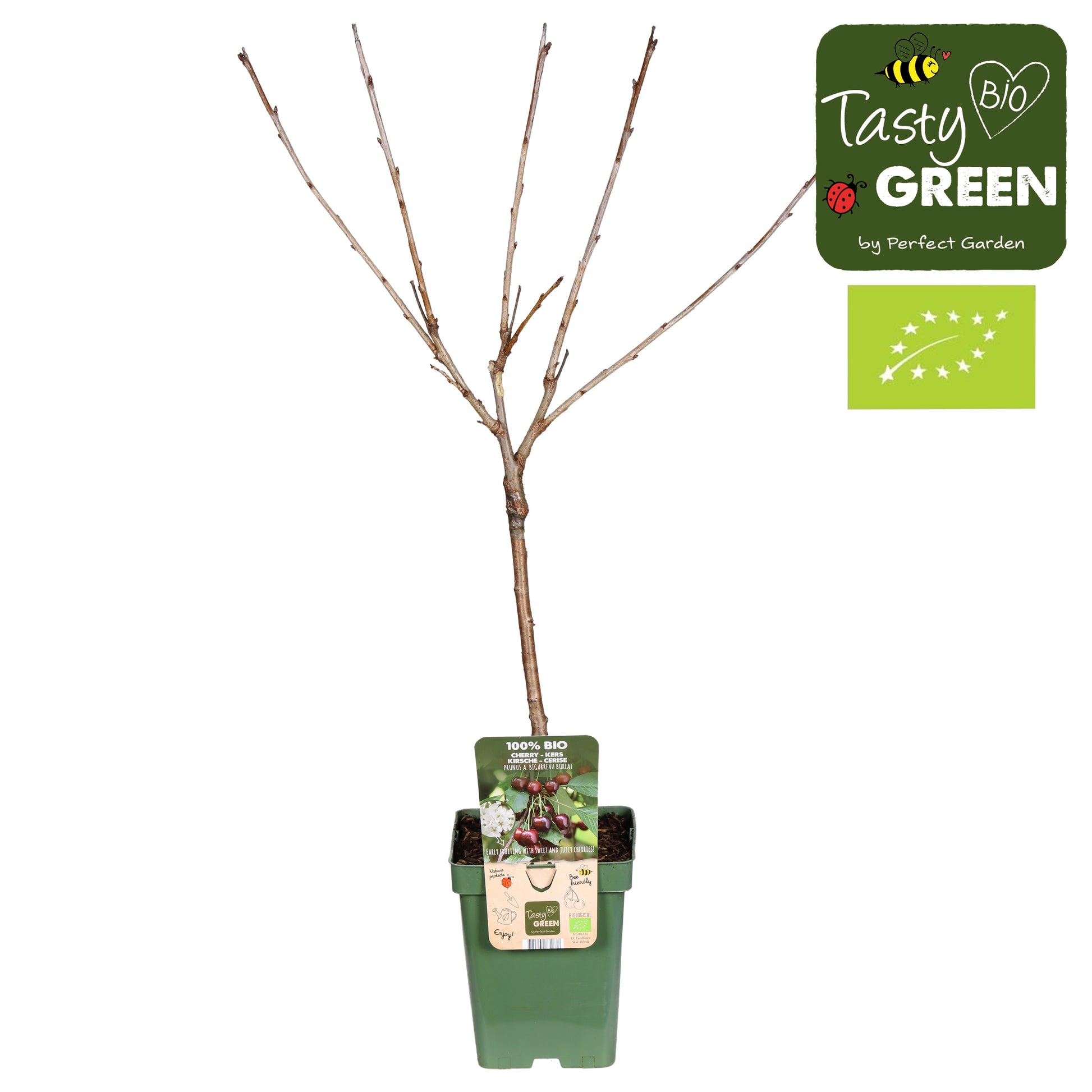 Prunus avium 100cm 23cm Pot