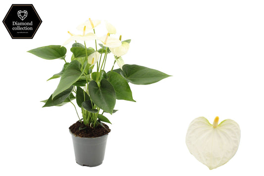 Anthurium Cocos in Christmas sleeve 45cm 14cm Pot
