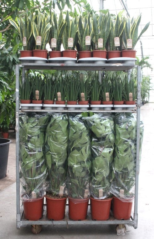 Foliage houseplants mix 999cm 999cm Pot
