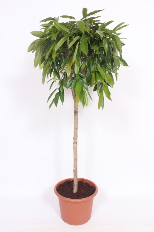 Ficus Amstel King 170cm 40cm Pot