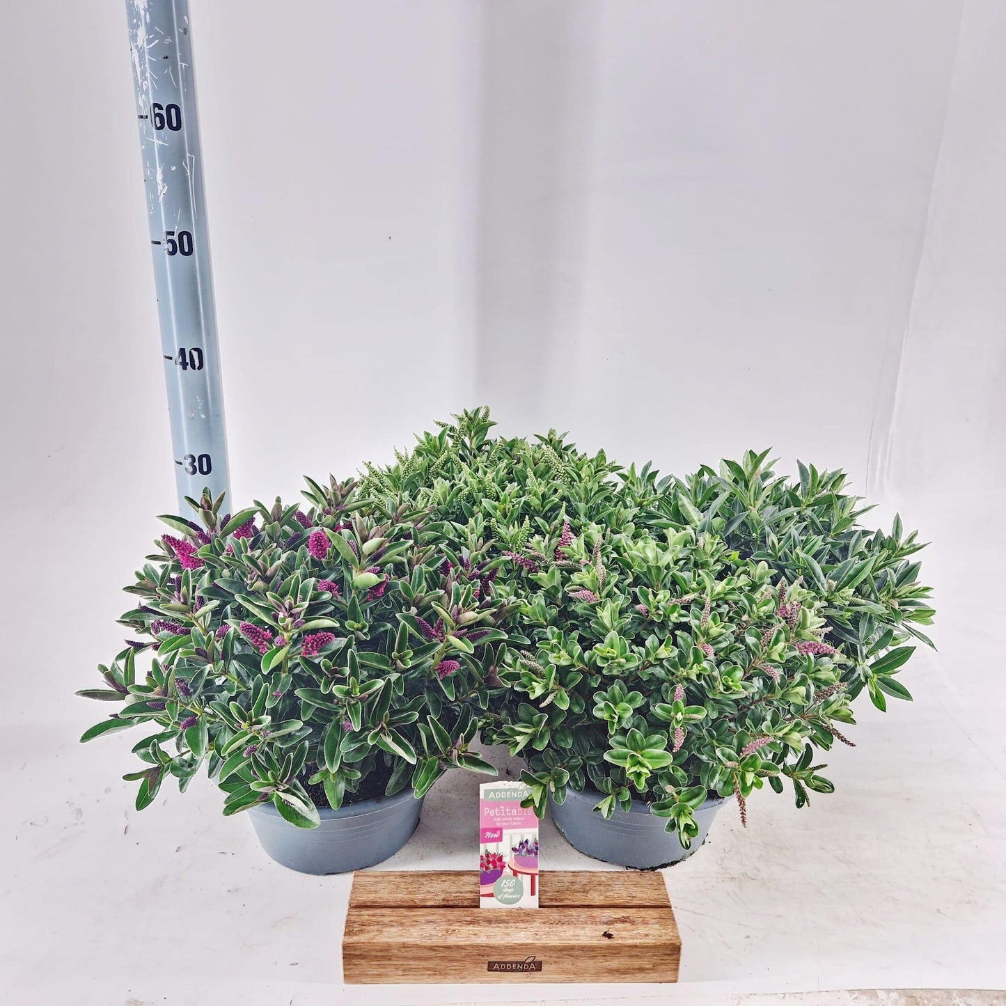 Hebe Addenda mix 20cm 23cm Pot