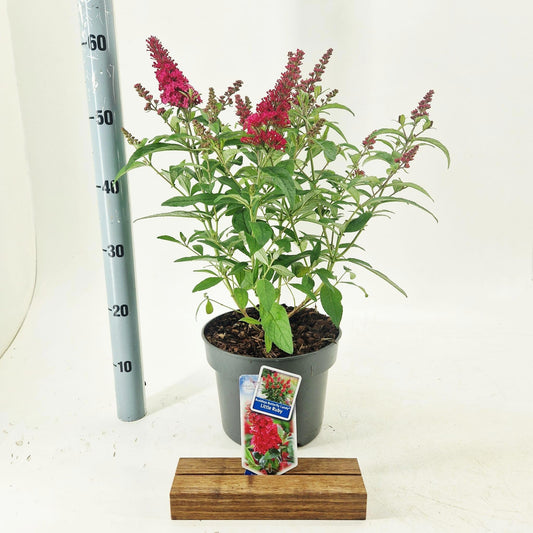 Buddleja Butterfly Candy Little Ruby 55cm 23cm Pot